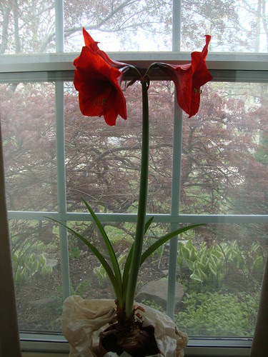 my amaryllis in bloom!!  4/20/13