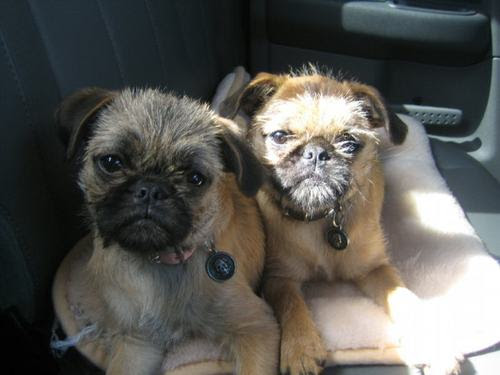 Images and Places, Pictures and Info: brussels griffon pug mix