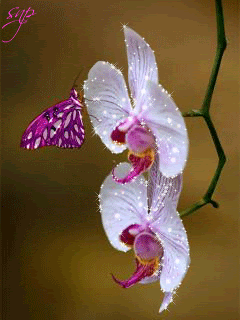 Бабочка на веточке красивой орхидеи!