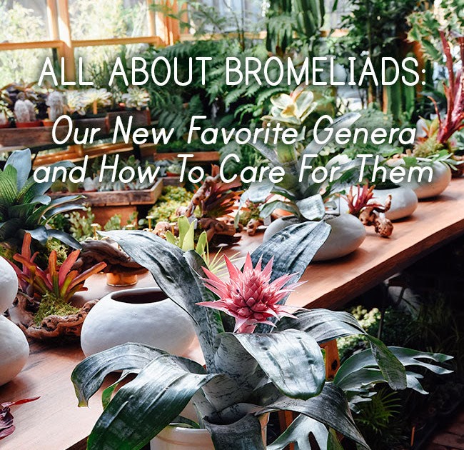 Are Bromeliads Toxic To Cats