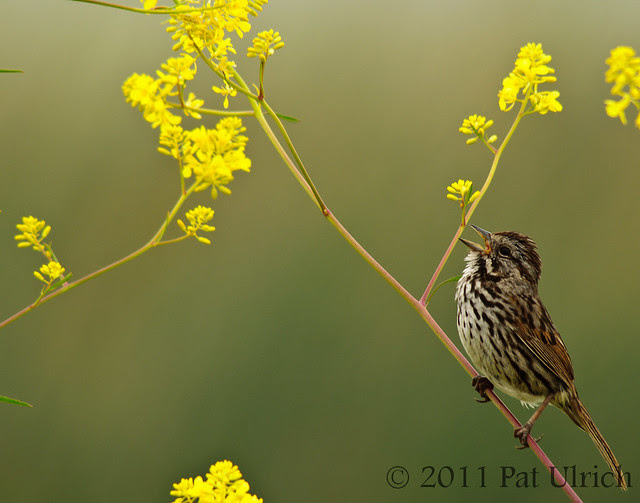 Song sparrow in yellow wildflowers - Pat Ulrich Wildlife Photography