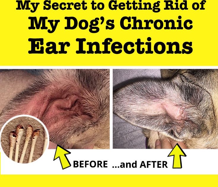 39 Awesome How To Cure Mites In Dogs Ears - insectza