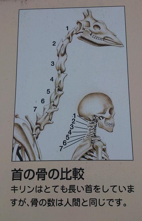 フレッシュ 人間 骨の数 ガルカヨメ