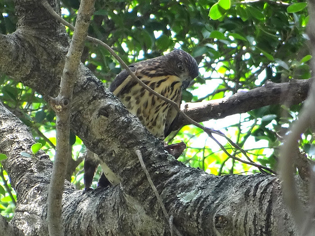 鳳頭蒼鷹/無限台南