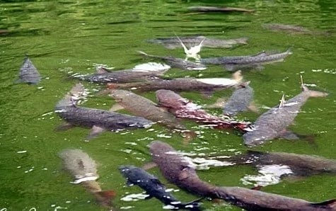 Apakah Ada Ikan Sakti Di Sungai Jernih - Legenda Ikan ...