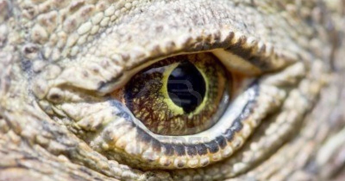 Komodo Dragon Eye Color