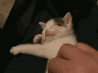 GIF: Me gustan las caricias (Gif #4385)