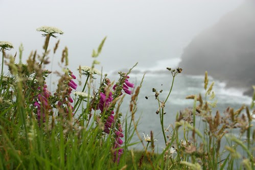 Wildflowers at The Haven, Tintagel