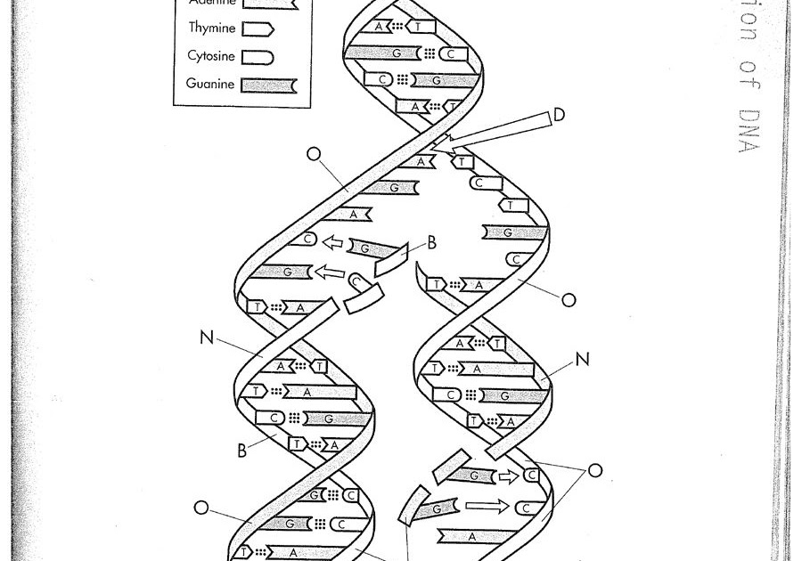 Practice Dna Structure And Replication Worksheet Answers : Dna