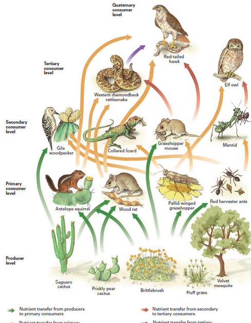Food Chain And Food Web - If You Want To Get Ahead Get A Wedding Ideas