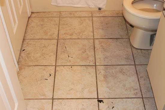 cockroaches bathroom roaches rid