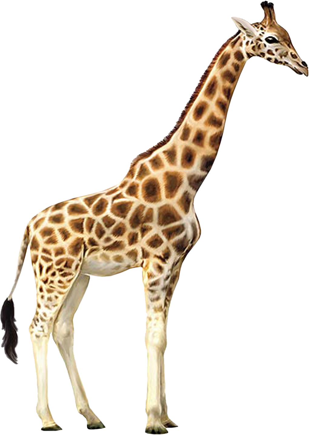 Giraffe Png Hd