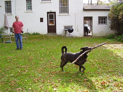 cody raking leaves 008