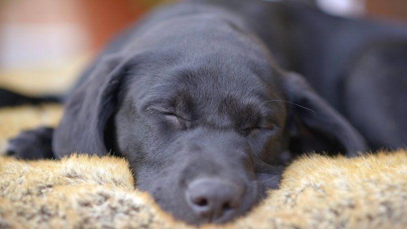 Hunde Welpen Tierheim München