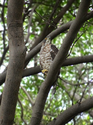 鳳頭蒼鷹/無限台南