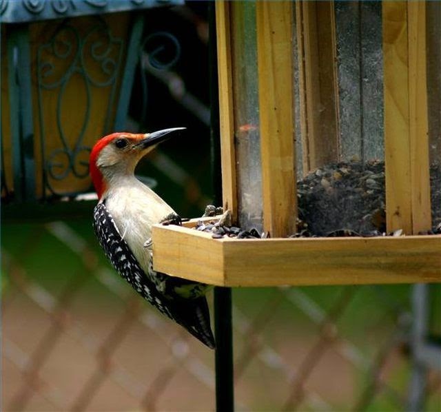 woodpecker woodpeckers feeders wooing