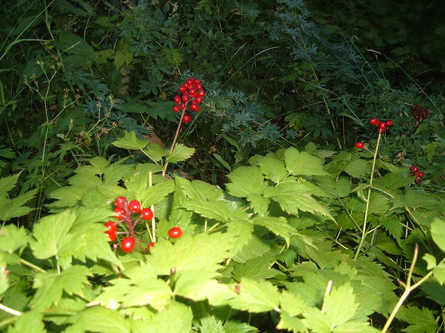 Gobblers Knob 08.28.05