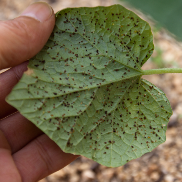 オクラの葉につく害虫 Kasogeh