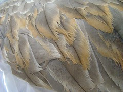 Worn feathers crane