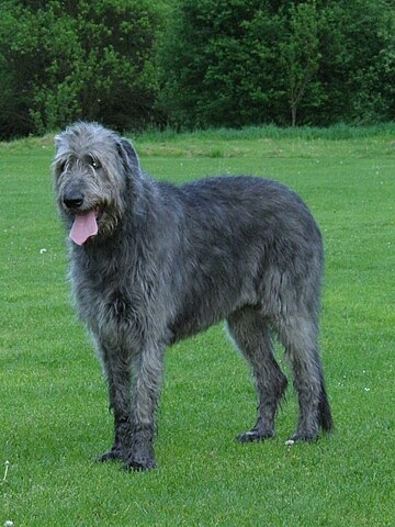 wolfhound irish