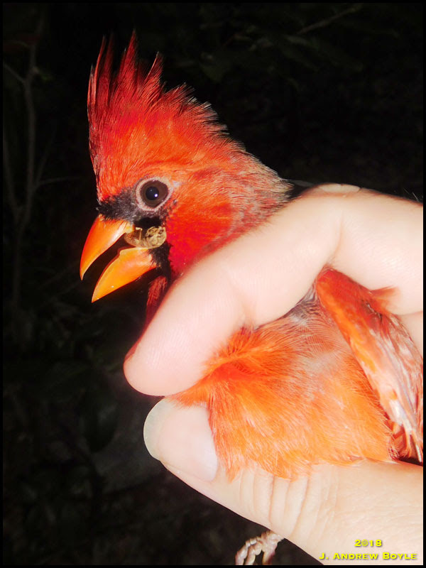 Northern Cardinal Northern Cardinal