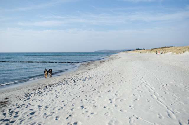 hiddensee_mit_hund — Die Hunde bellen