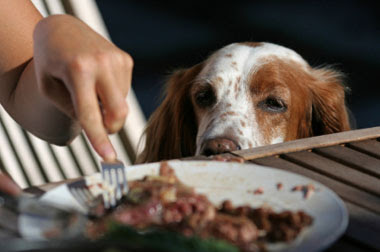 dogs crave meat