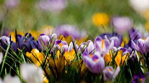 Beautiful spring wallpapers, Pictures, Images Beautiful spring wallpapers, Pictures, Images