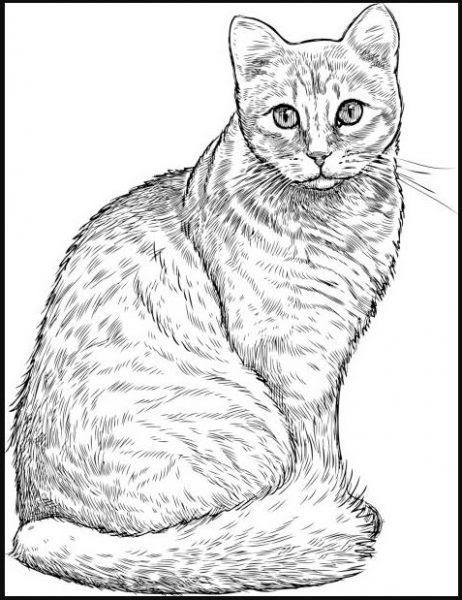 Gambar Kartun Manusia Dan Kucing Literatur