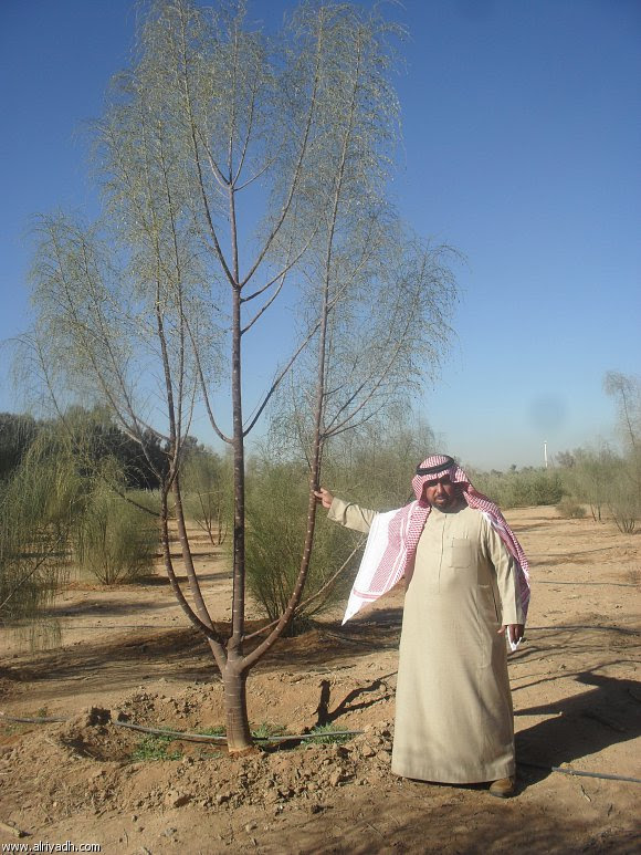 شجر الدوم في السعودية موقع
