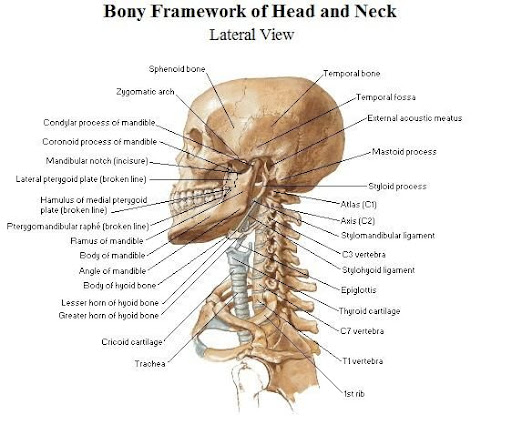 How Many Bones In The Face And Head / Lecture 5--Axial Skeletal System