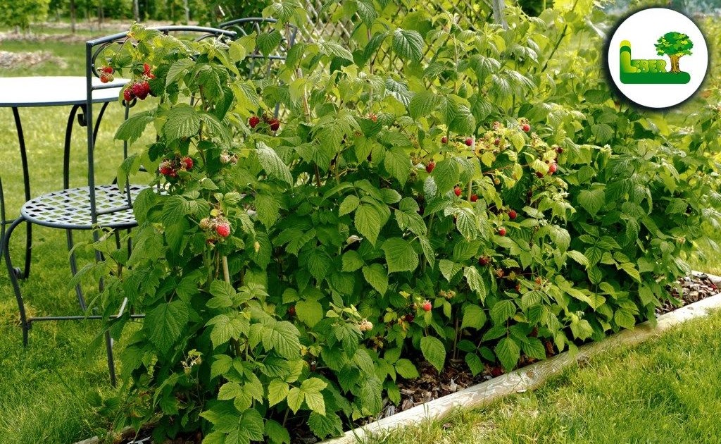 Beeren Garten Anlegen Garten Design Idee Fotos