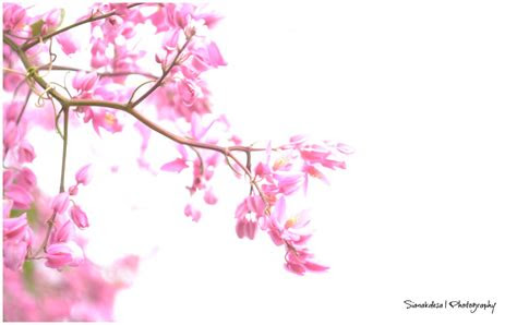 Paling Bagus 22 Wallpaper  Bunga  Sakura Bergerak  Joen 