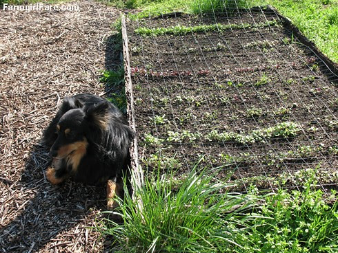 Bear guarding a raised bed of direct seeded beets and spring greens, taken 4-1-07