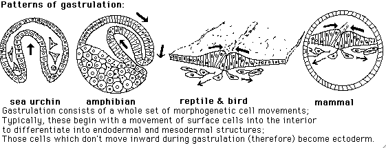 Gastrulation In Sea Urchin