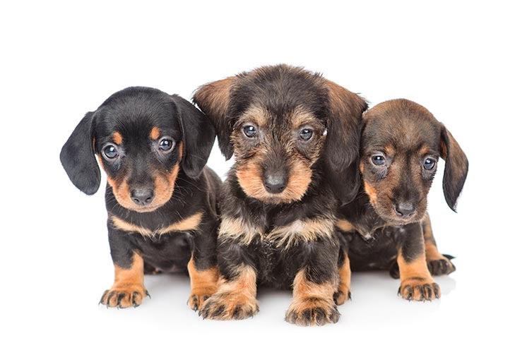 Dachshund Puppies Oregon How Much Do Dachshunds Cost