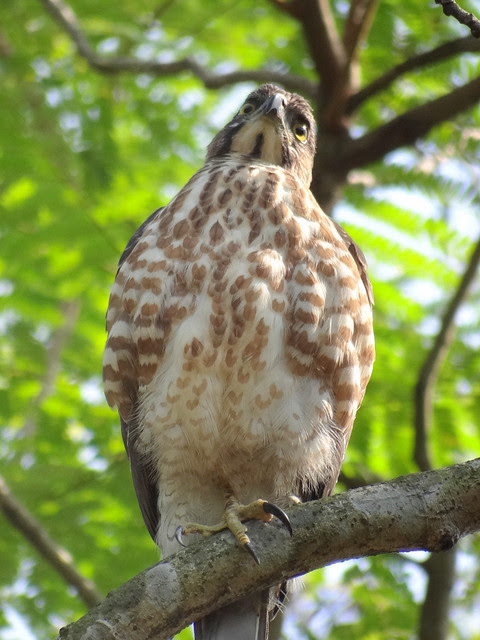 鳳頭蒼鷹/無限台南