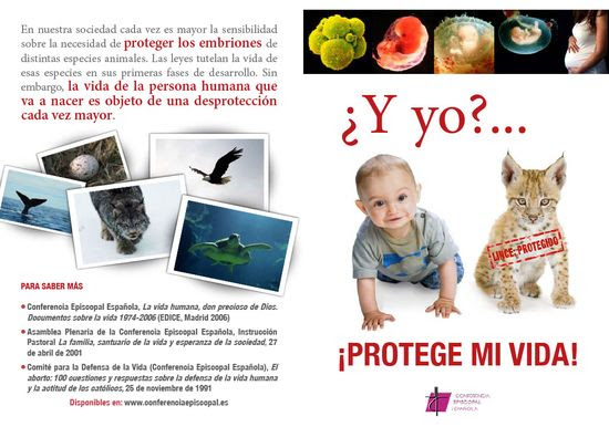 Lince aborto Lince aborto