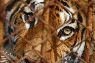 tiger farms