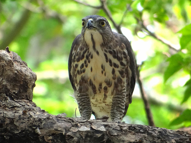 鳳頭蒼鷹/無限台南