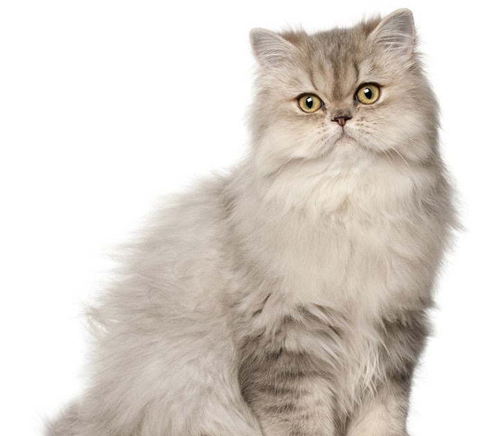 47+ Persian Cat Cheap Price Background Cute Siberian Kittens