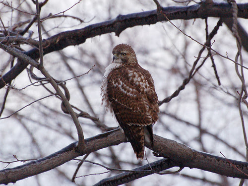 Great Hill Juvenile Red-Tail