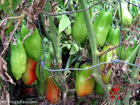 Green San Marzano Tomatoes in the Kitchen Garden 10-15-09