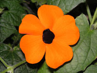 オレンジ色の花 色による花の一覧 小さな園芸館