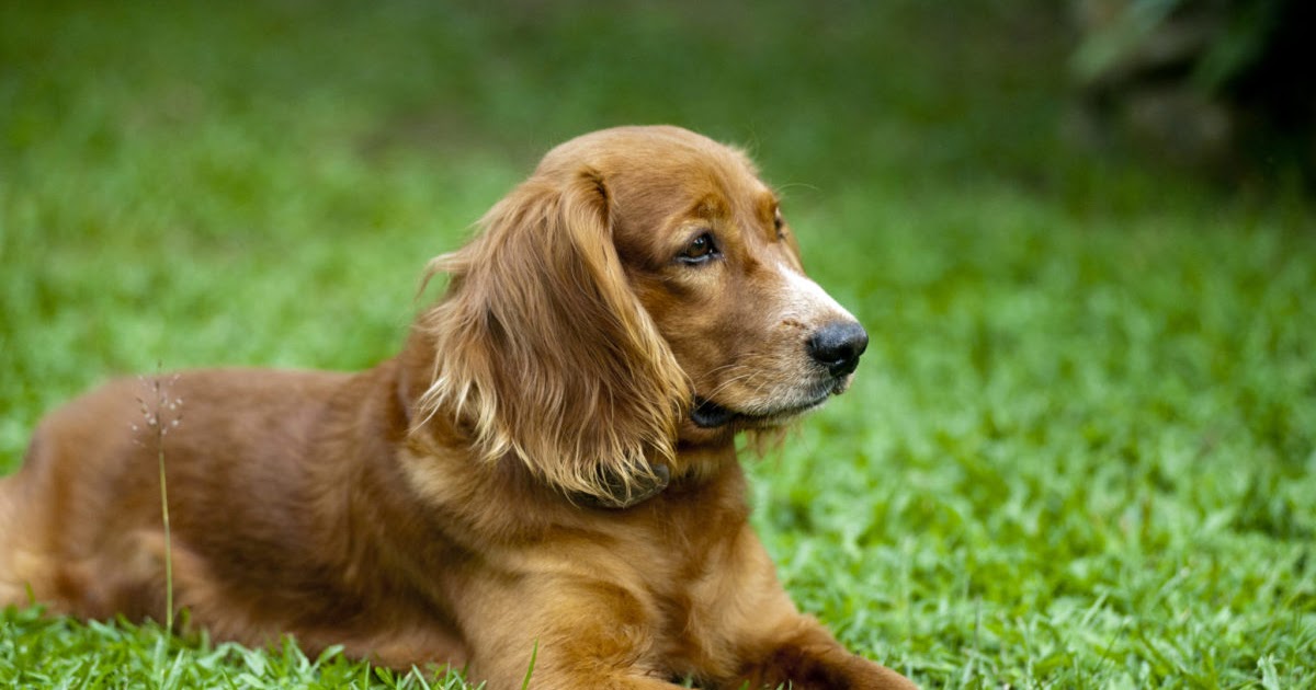 PetMd Puppy Is Constipated And Crying