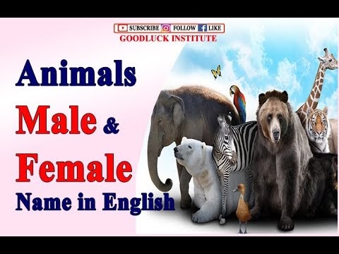 Animals Male and Female Names In English || masculine and feminine