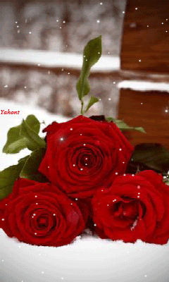 Красные розы на снегу