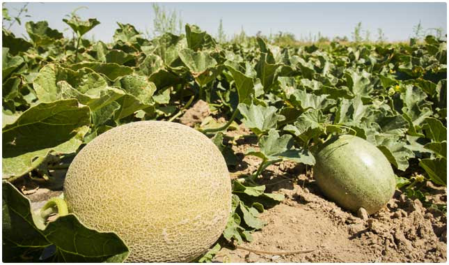 cantaloupe