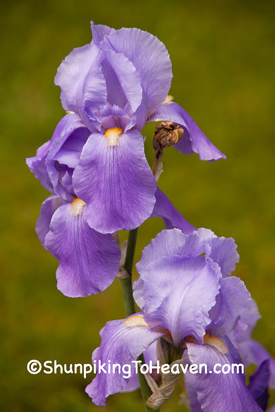 Purple Iris, Green County, Wisconsin