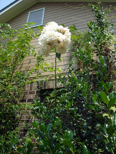 DSC06864